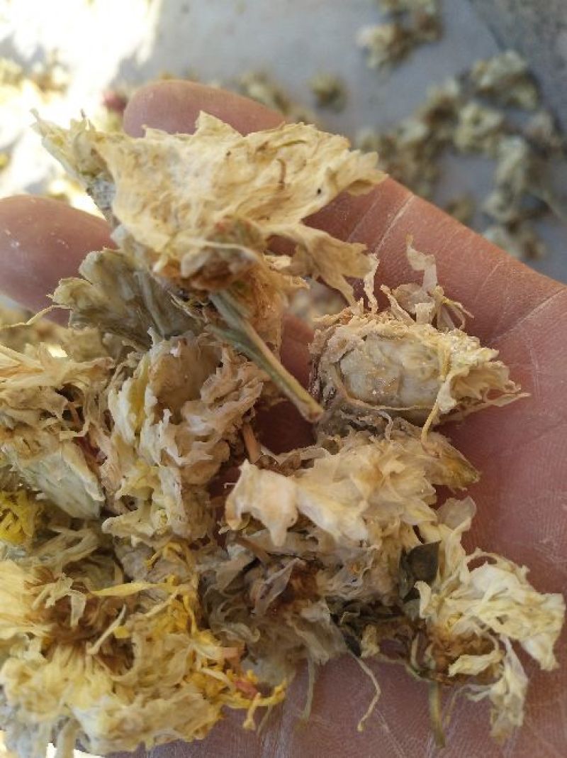 药用菊花亳菊