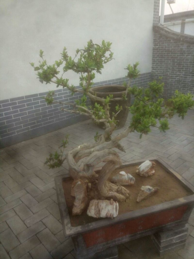 金银花盆景