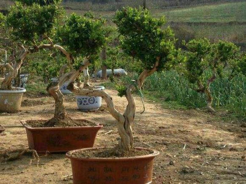 金银花盆景