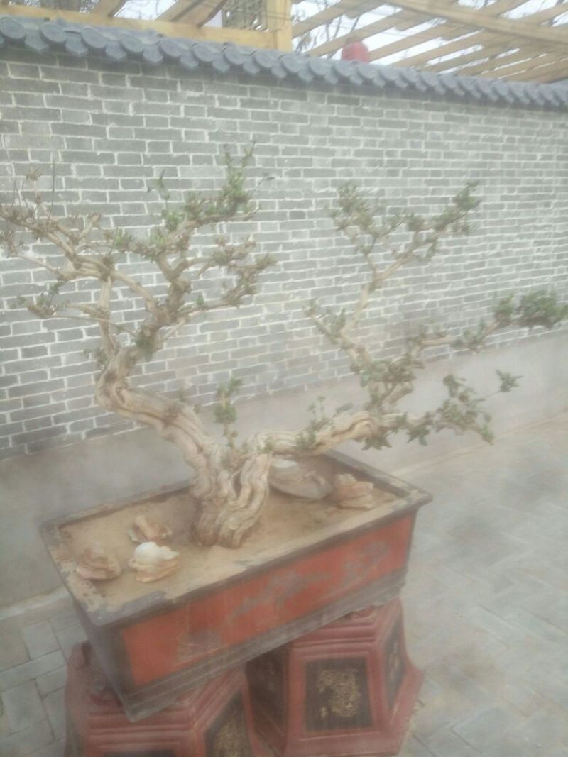 金银花盆景