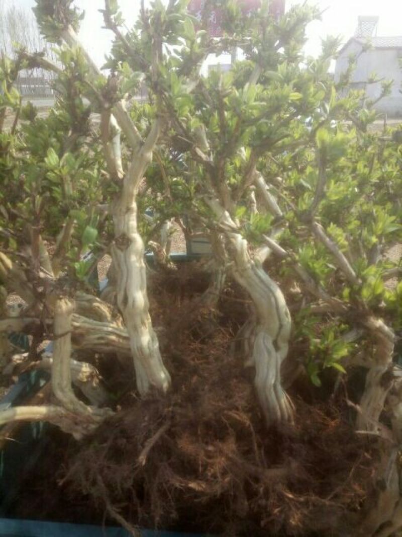 金银花苗出售3-4年小树苗