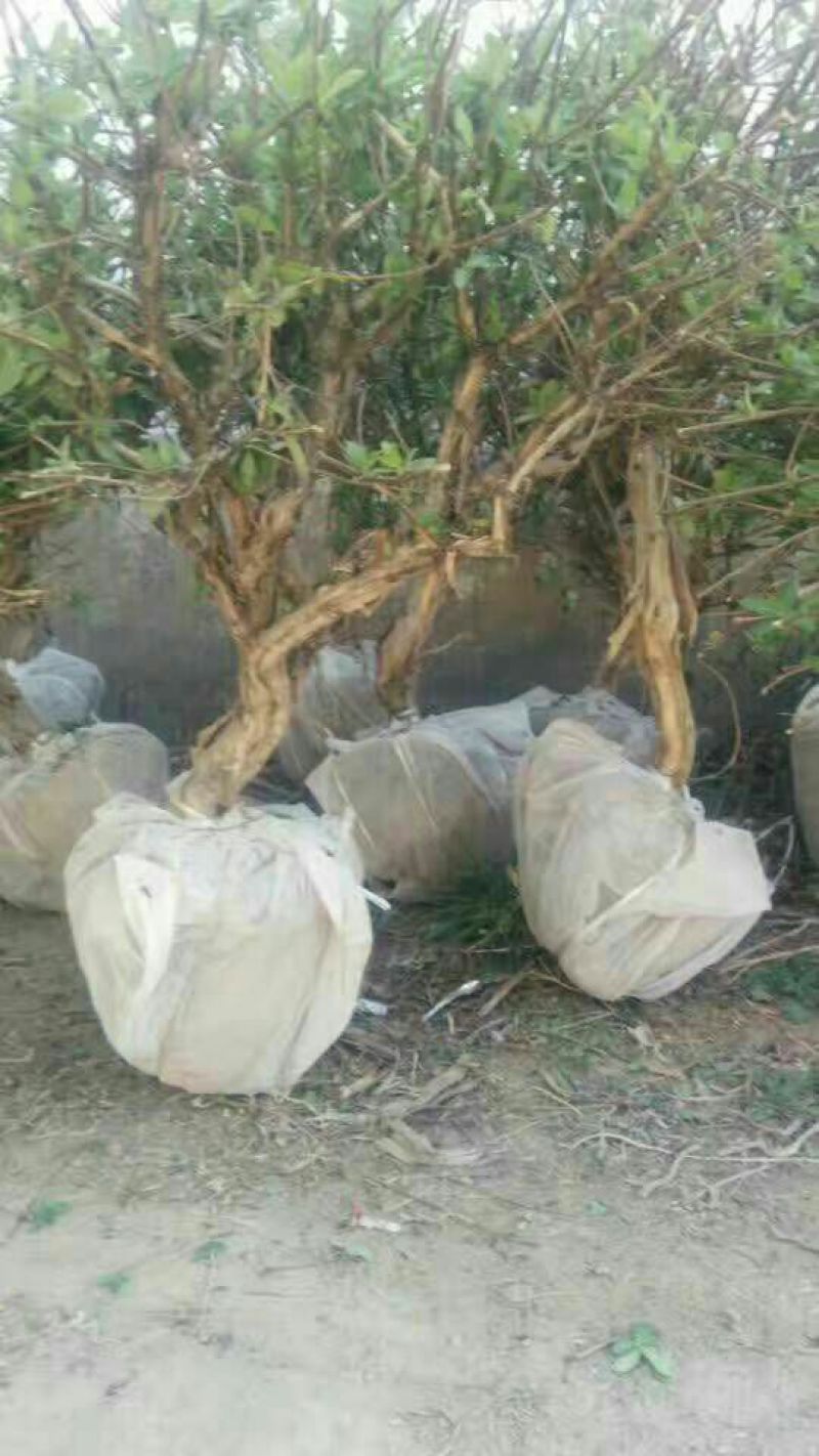 金银花苗出售3-4年小树苗