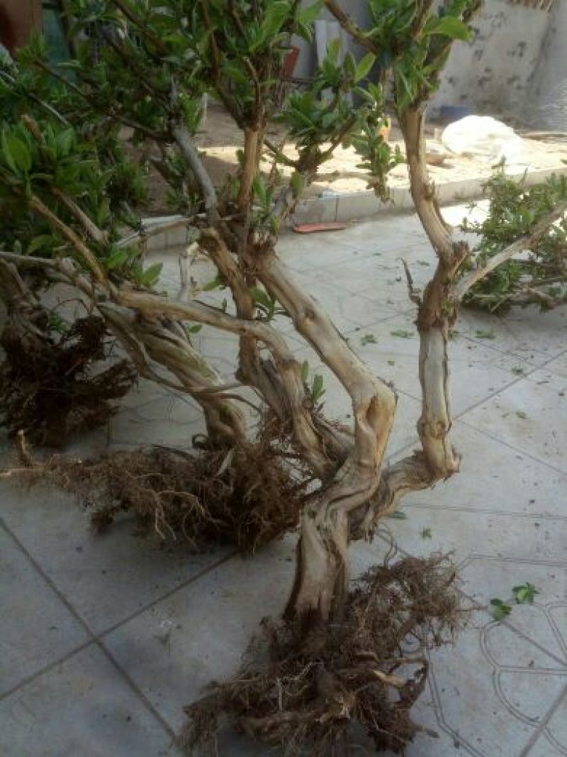 金银花苗出售3-4年小树苗