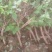金银花苗出售3-4年小树苗