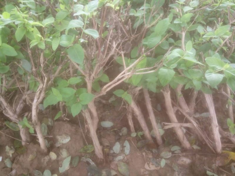 金银花苗出售3-4年小树苗