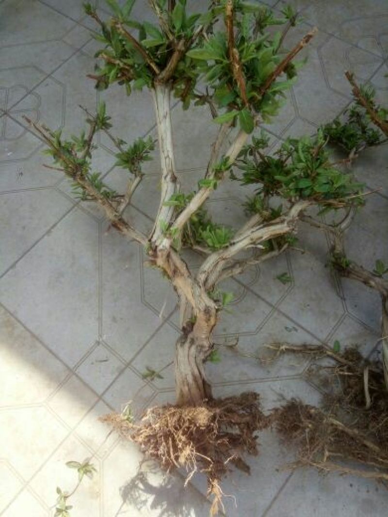 金银花苗出售3-4年小树苗