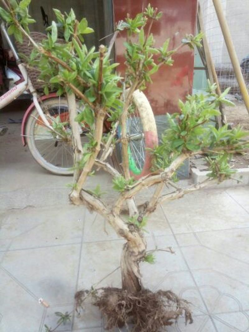 金银花苗出售3-4年小树苗
