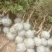 金银花苗出售3-4年小树苗