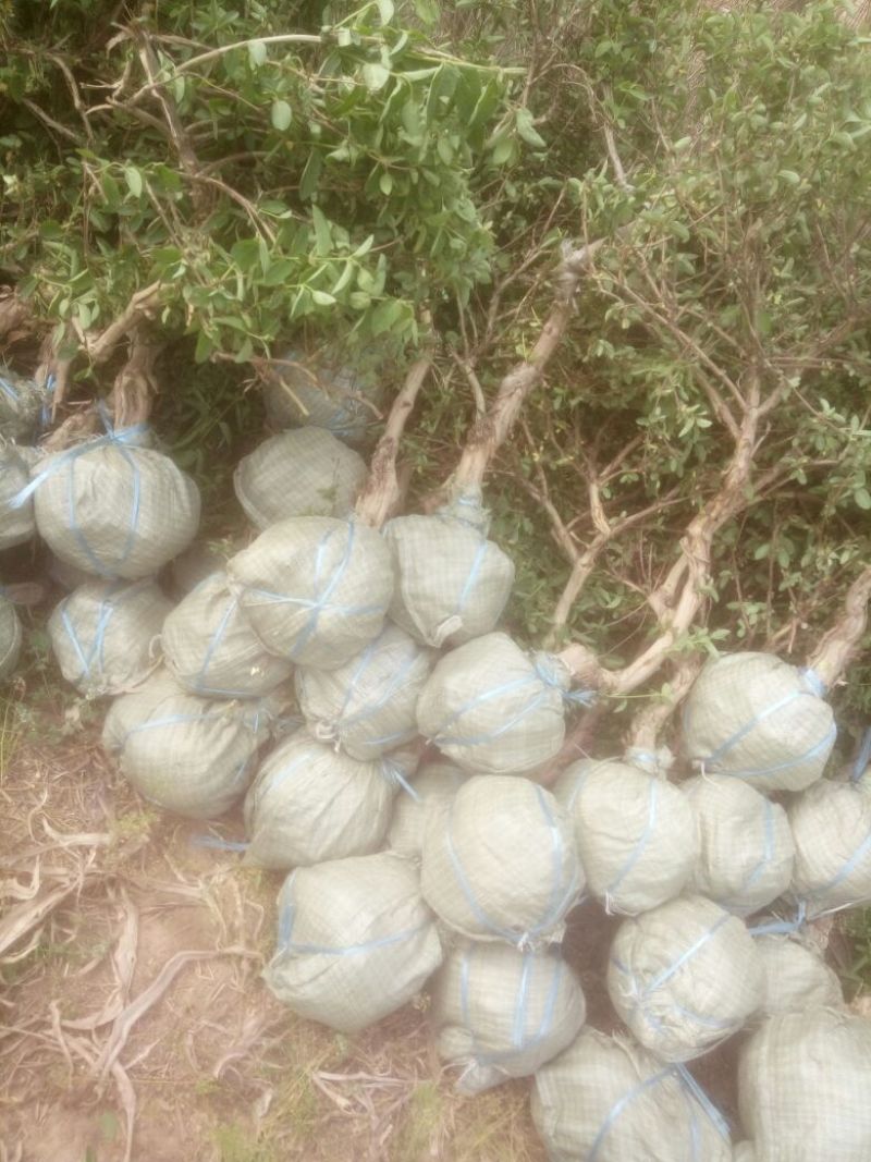 金银花苗出售3-4年小树苗