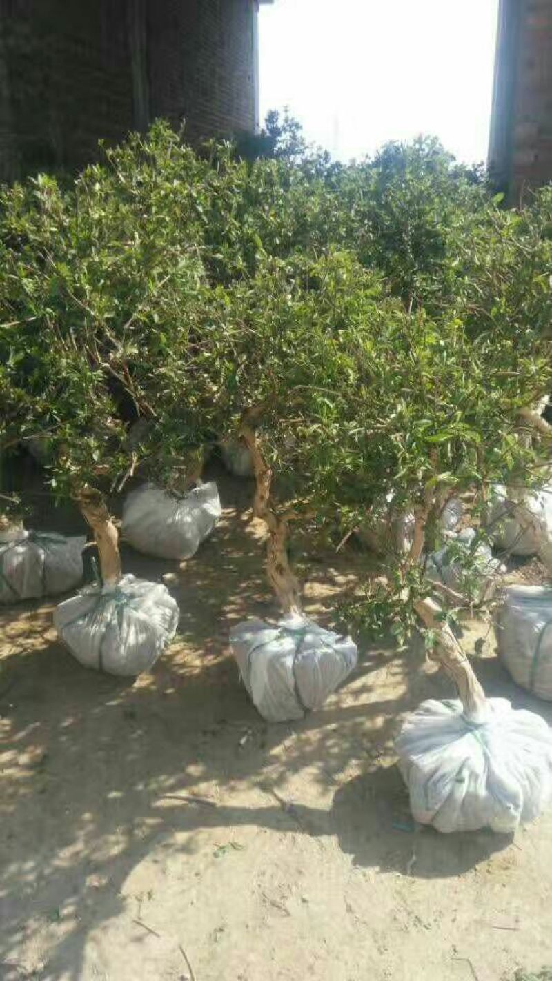 金银花苗出售3-4年小树苗