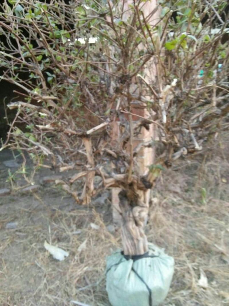 金银花盆景精品金银花树桩造型