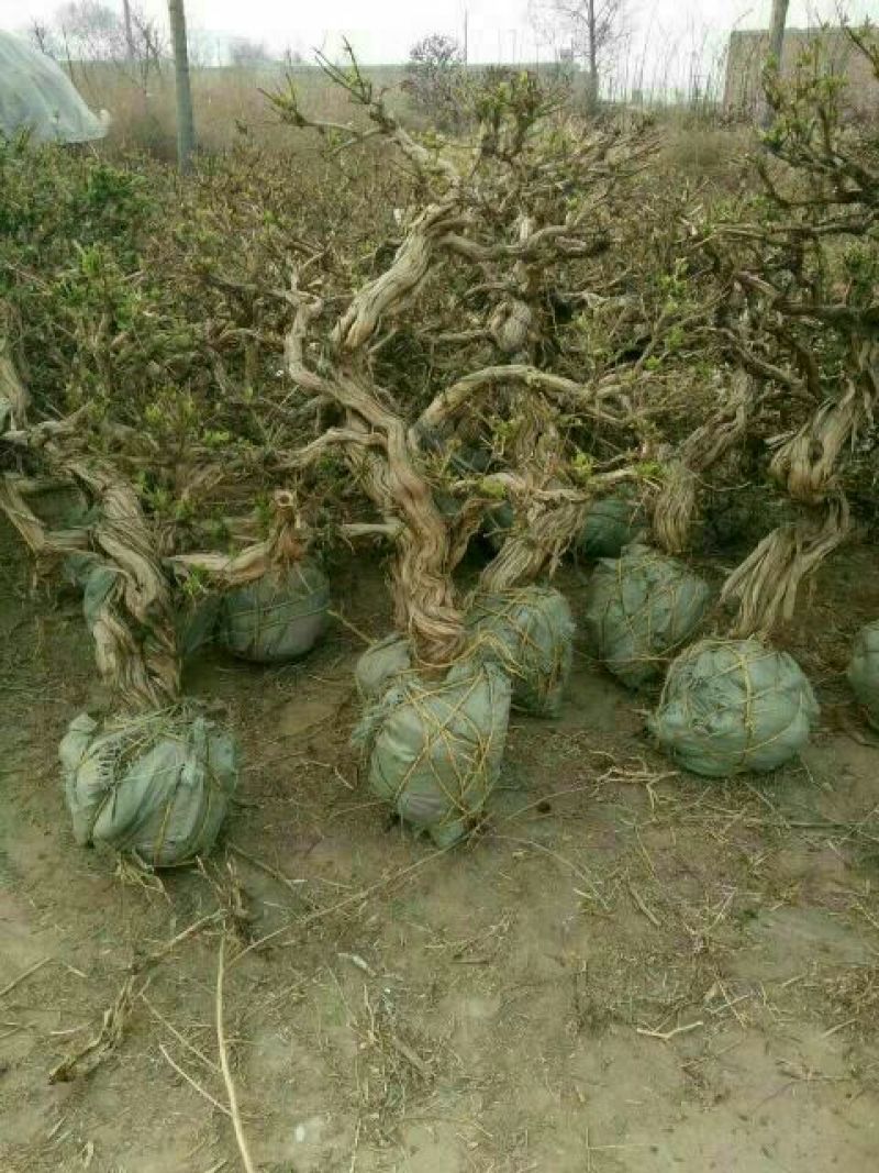 金银花盆景精品金银花树桩造型