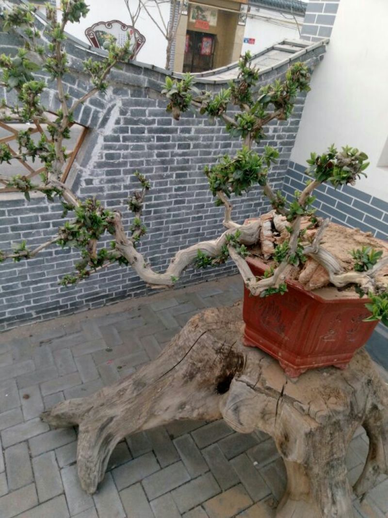 金银花盆景精品金银花树桩造型