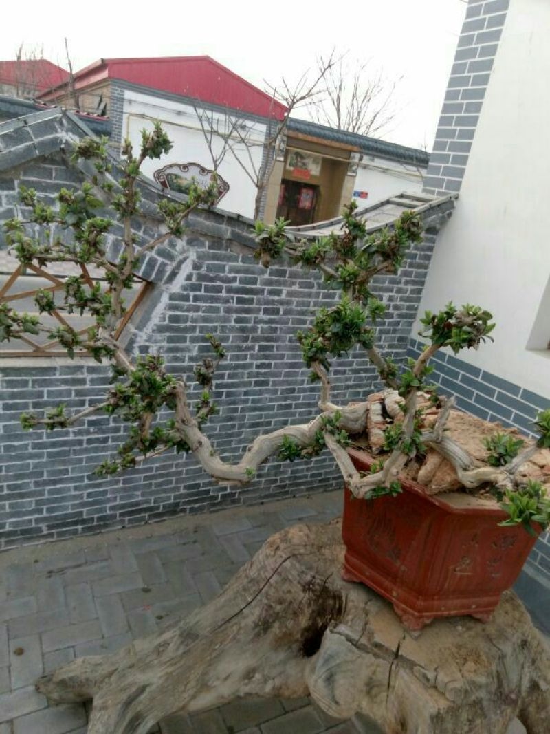金银花盆景精品金银花树桩造型