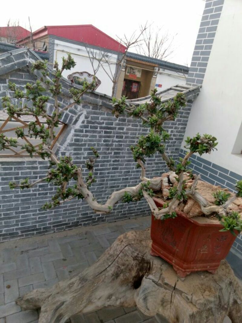 金银花盆景精品金银花树桩造型