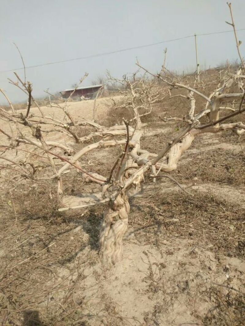 金银花盆景精品金银花树桩造型
