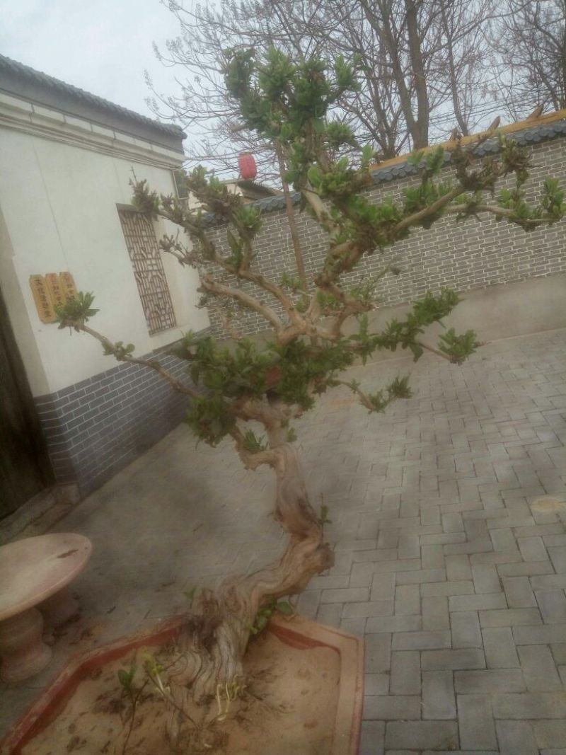 金银花盆景精品金银花树桩造型