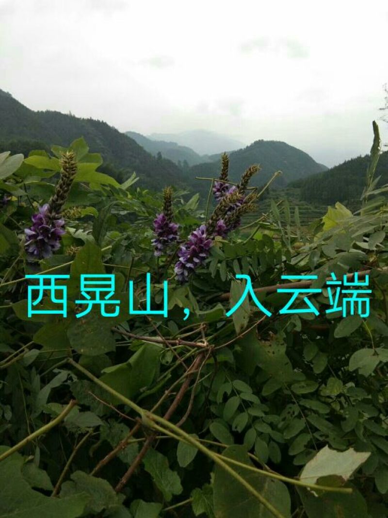 野生葛根片长期有货规格齐全量大从优快来抢购吧