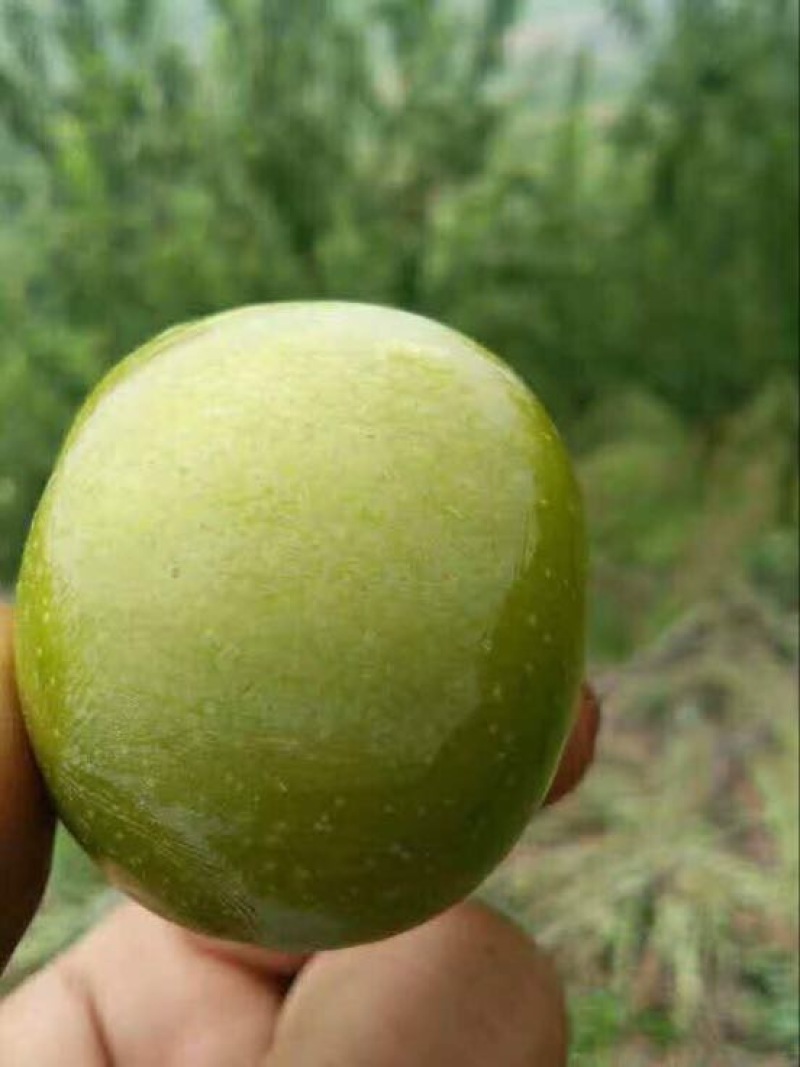 李子树苗100~150cm