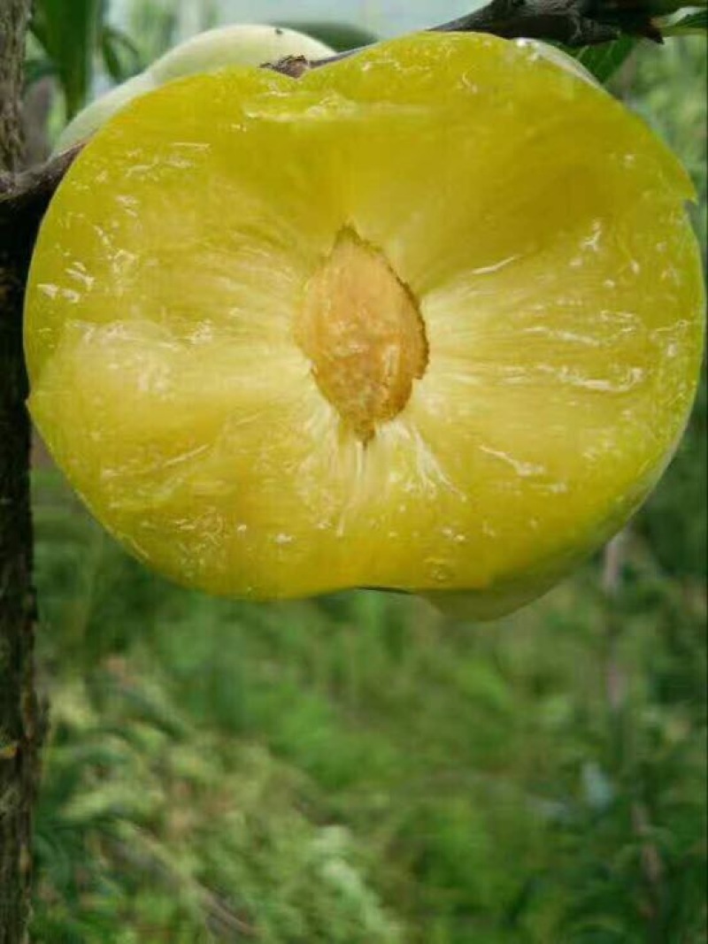 李子树苗100~150cm