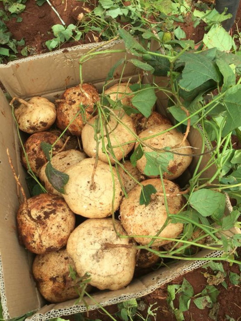 广东精品豆薯大量新苗优质凉薯供应一手货源量大从优欢迎选购