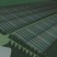 冰草、冰菜、非洲冰草、特菜、基地直供、量大优惠