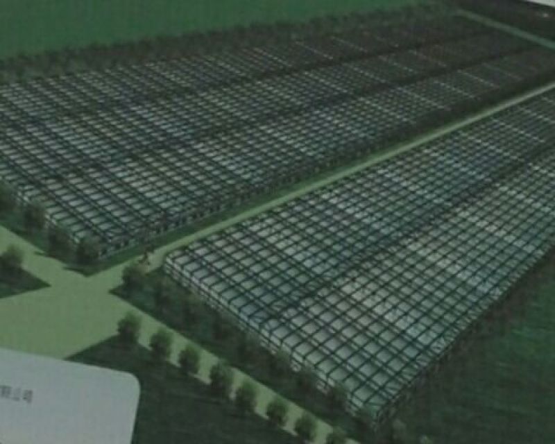冰草、冰菜、非洲冰草、特菜、基地直供、量大优惠