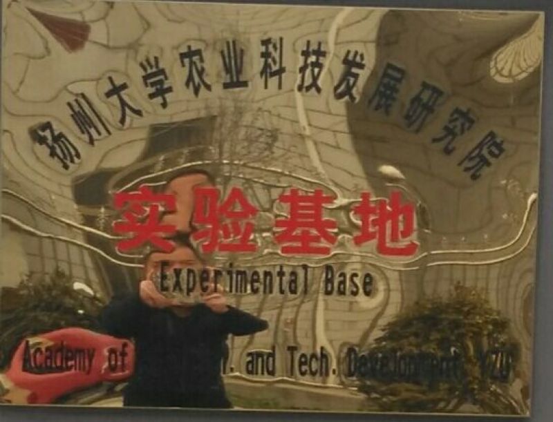 冰草、冰菜、非洲冰草、特菜、基地直供、量大优惠