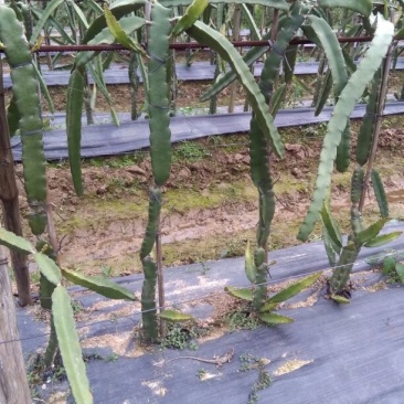 红心火龙果苗10~20cm成苗