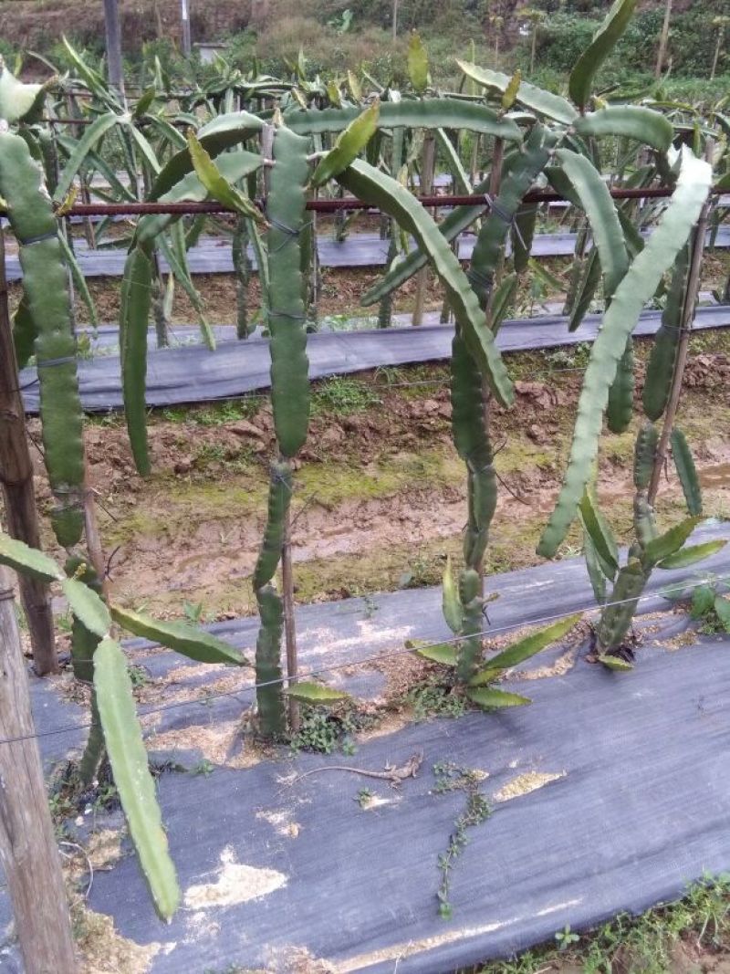 红心火龙果苗10~20cm成苗