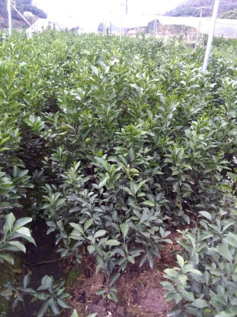 马水桔苗30~50cm