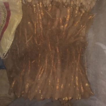 山药苗铁棍山药苗原山药豆苗