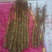 山药苗铁棍山药苗原山药豆苗