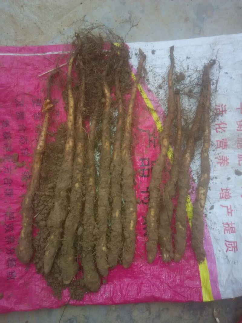 山药苗铁棍山药苗原山药豆苗