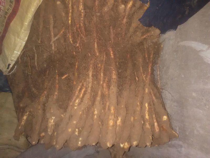 山药苗铁棍山药苗原山药豆苗