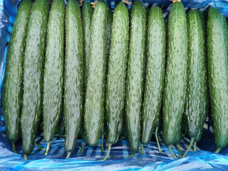 黄瓜干花带刺25公分以上春季黄瓜中条加茬瓜，保证质量