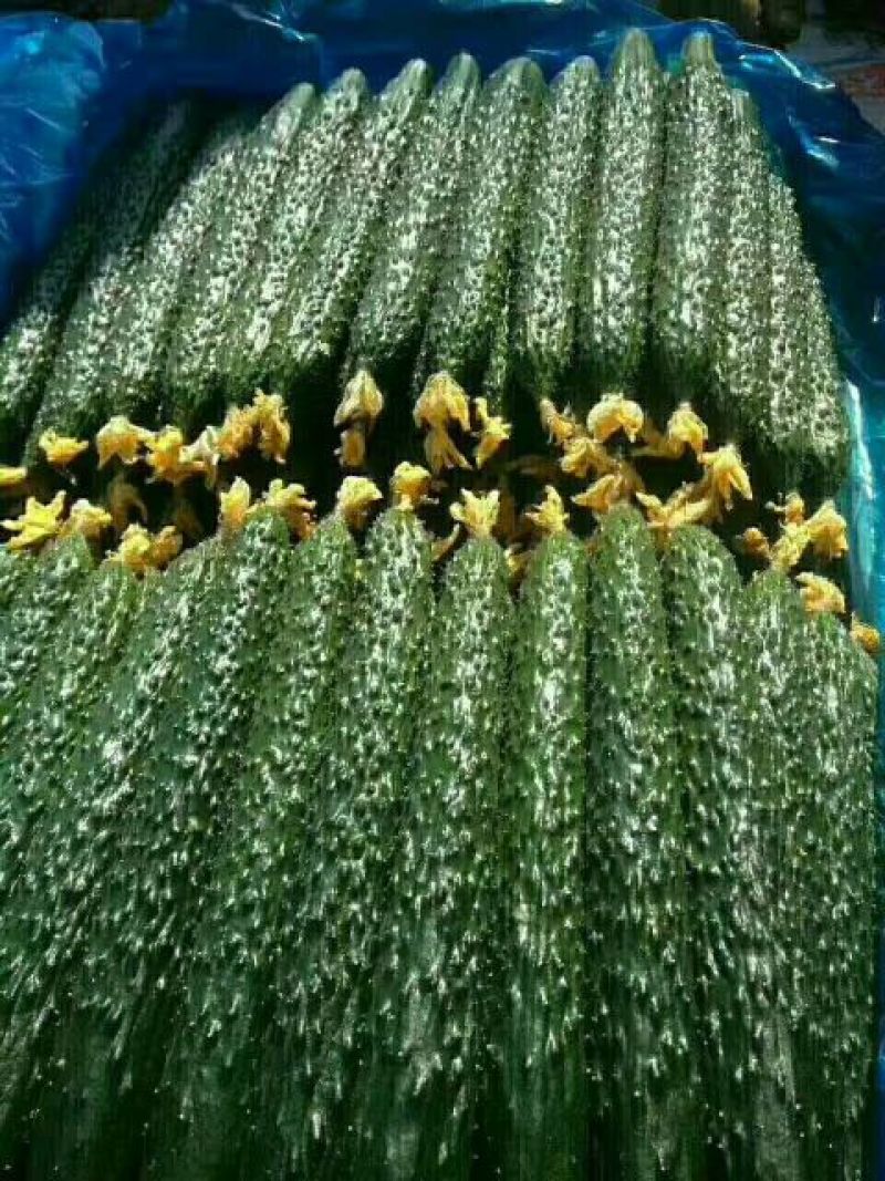 黄瓜干花带刺25公分以上春季黄瓜中条加茬瓜，保证质量