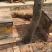 土蜂蜜2斤