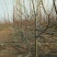 梨树4~6cm1.5~2米