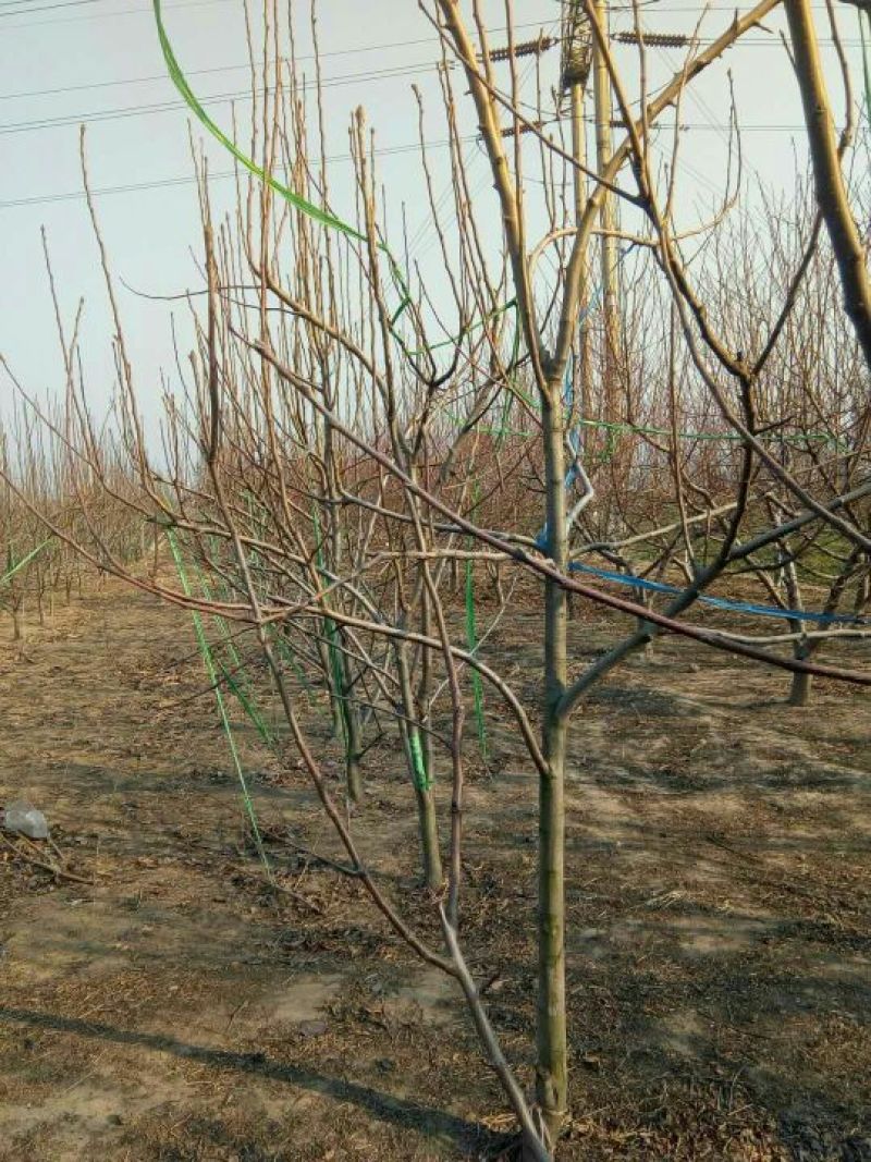 梨树4~6cm1.5~2米