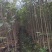 沉香树苗80~100cm