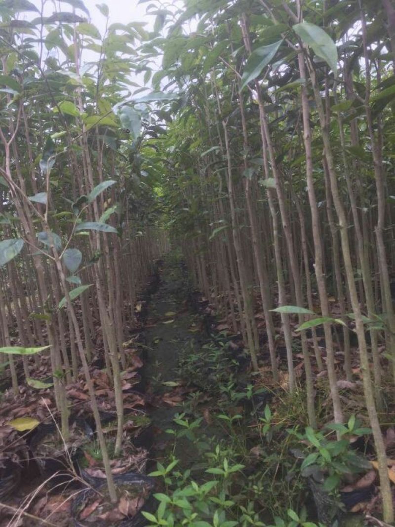 沉香树苗80~100cm