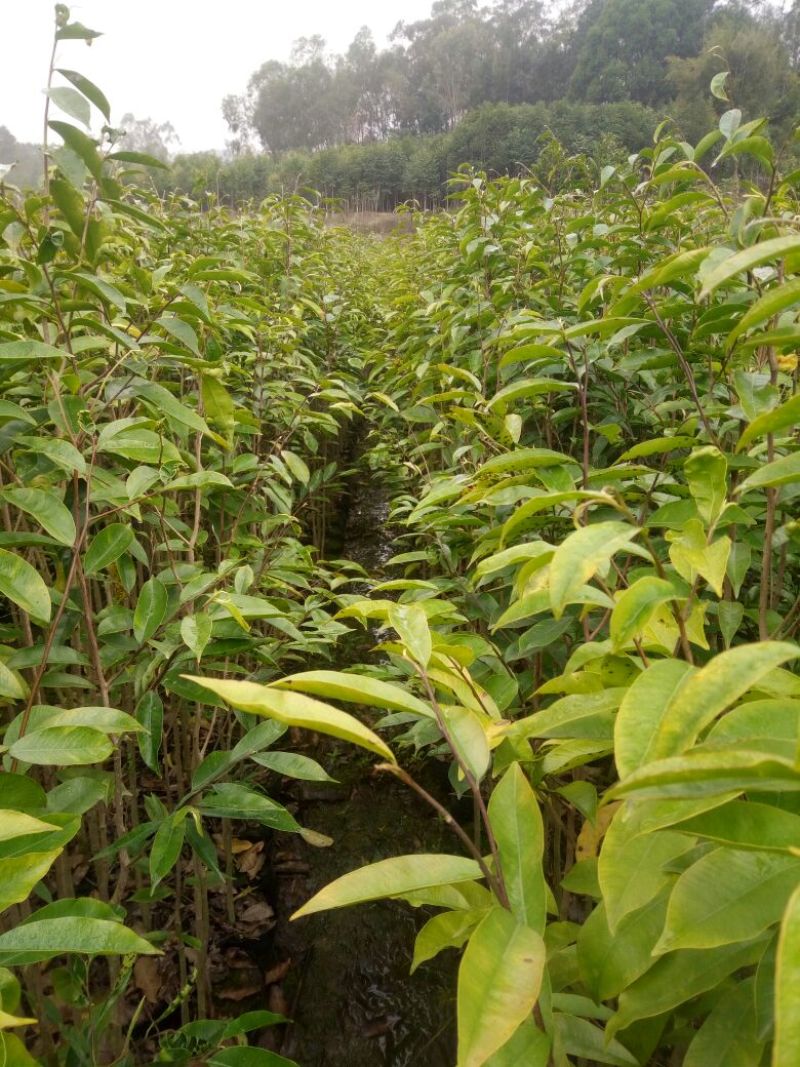 沉香树苗80~100cm