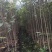 沉香树苗80~100cm