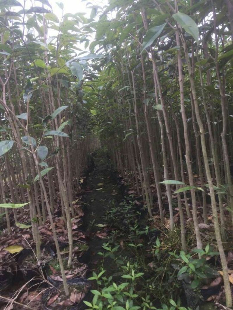 沉香树苗80~100cm