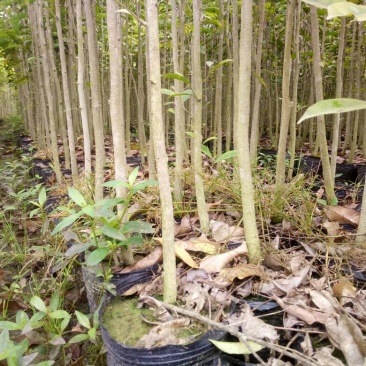 沉香树苗80~100cm