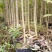 沉香树苗80~100cm