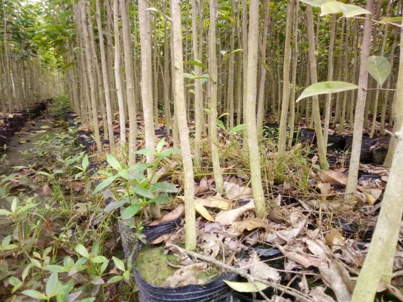 沉香树苗80~100cm