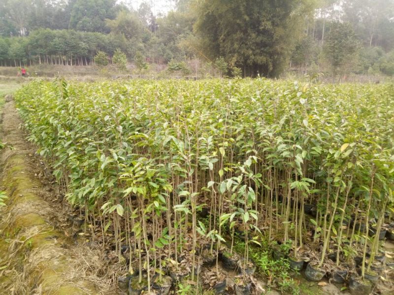 沉香树苗80~100cm
