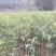沉香树苗80~100cm